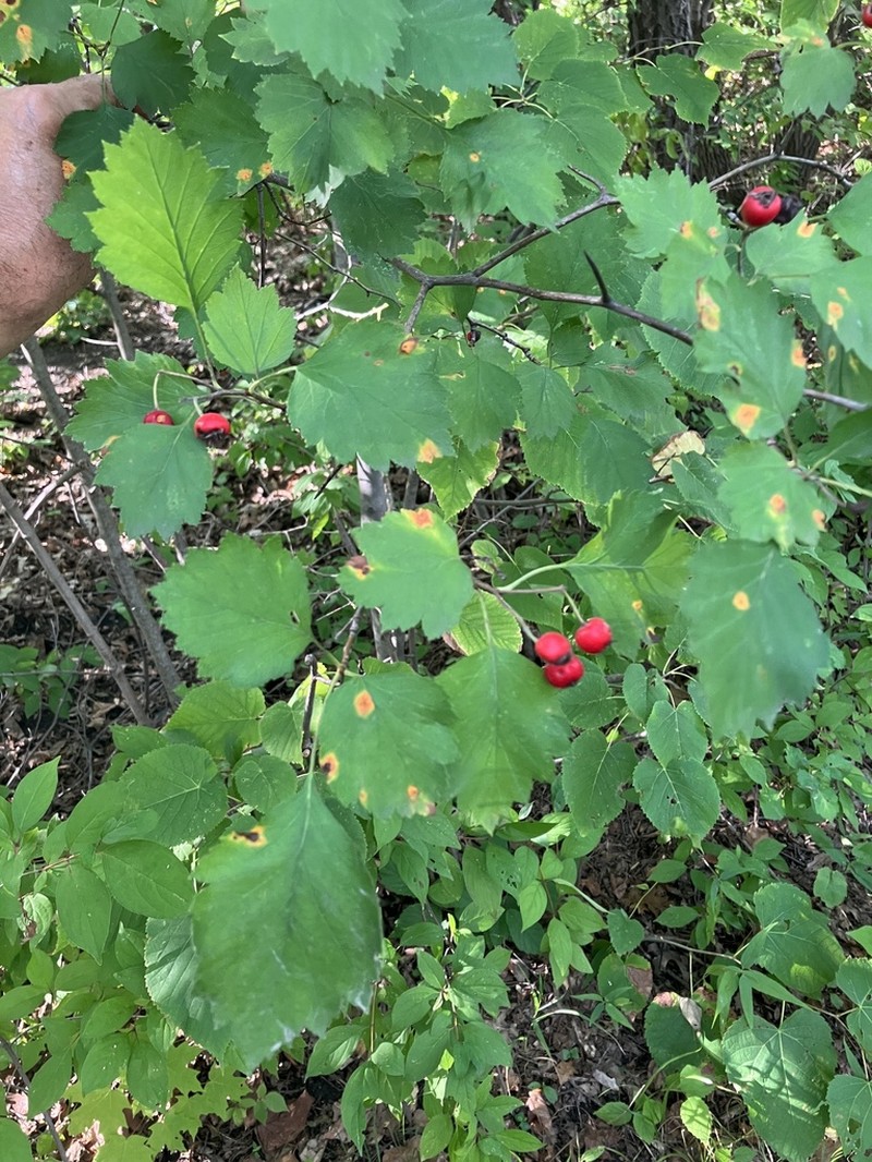 Fireberry Hawthorn photo 4
