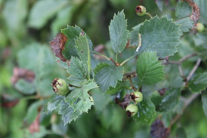 Fireberry Hawthorn photo 5
