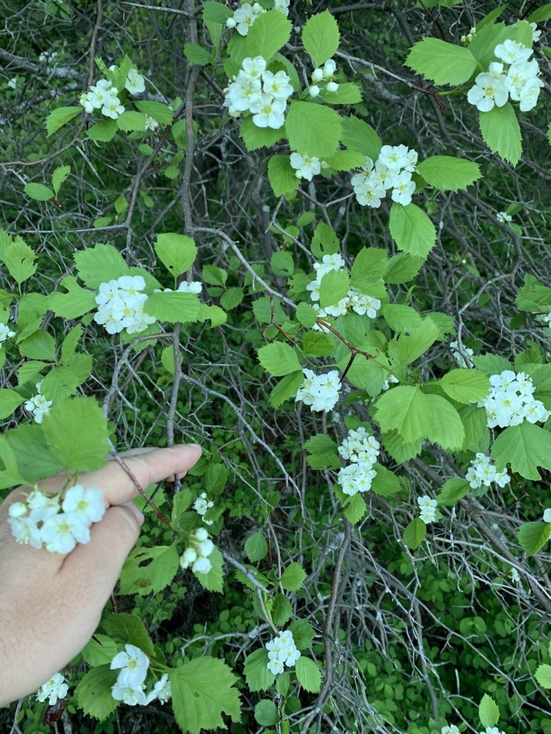 Fireberry Hawthorn photo 6