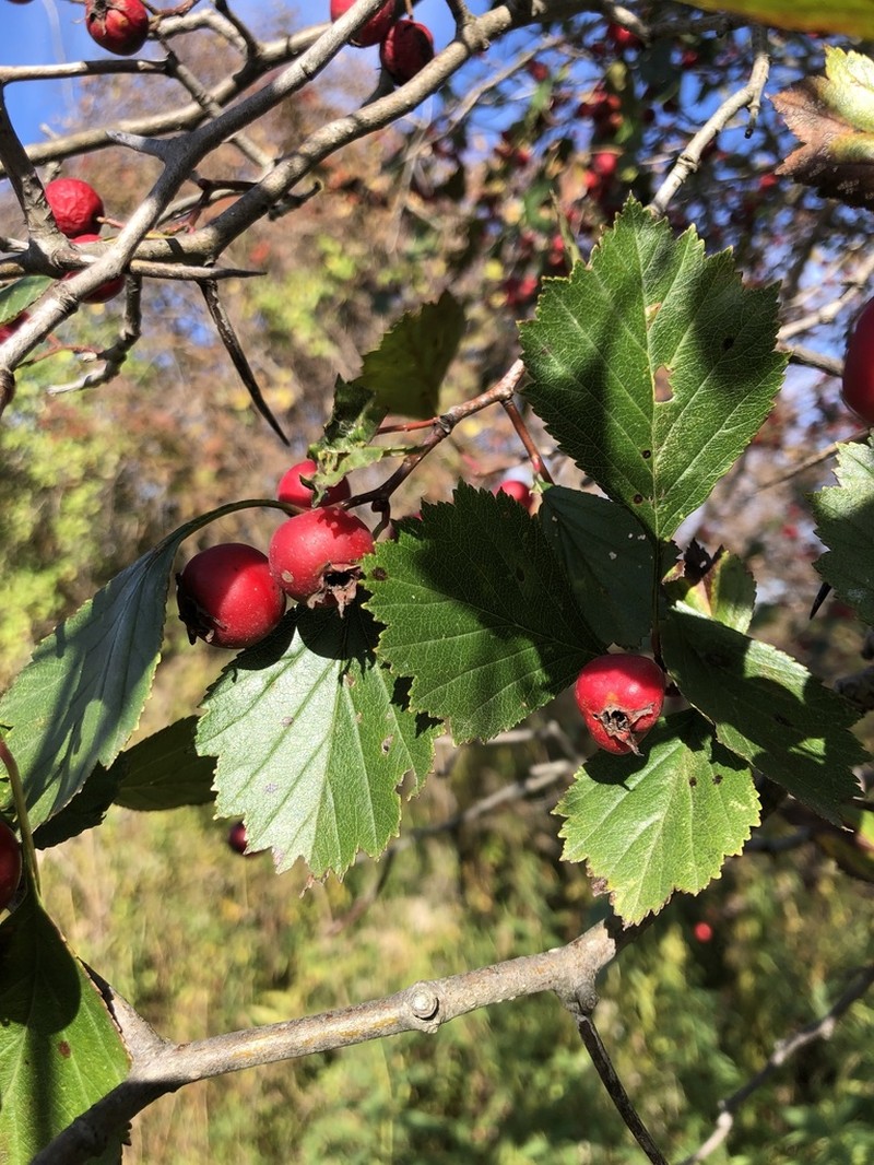 Fireberry Hawthorn photo 7