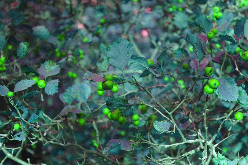 Fireberry Hawthorn photo 8