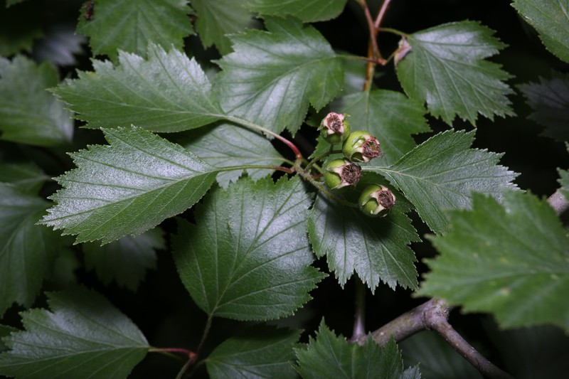 Crataegus chrysocarpa var. blanchardii