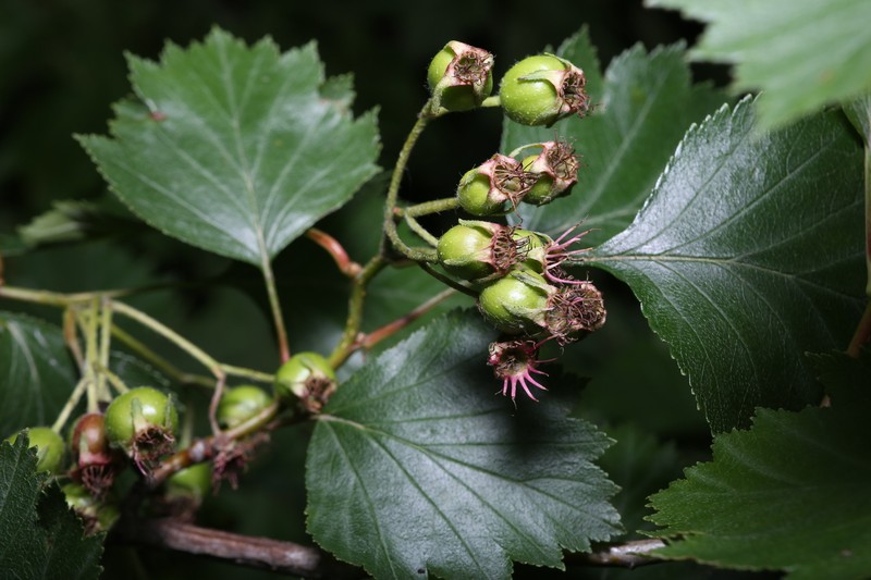 Crataegus chrysocarpa var. blanchardii photo 2