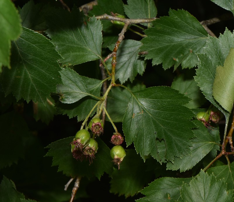 Crataegus chrysocarpa var. blanchardii photo 3