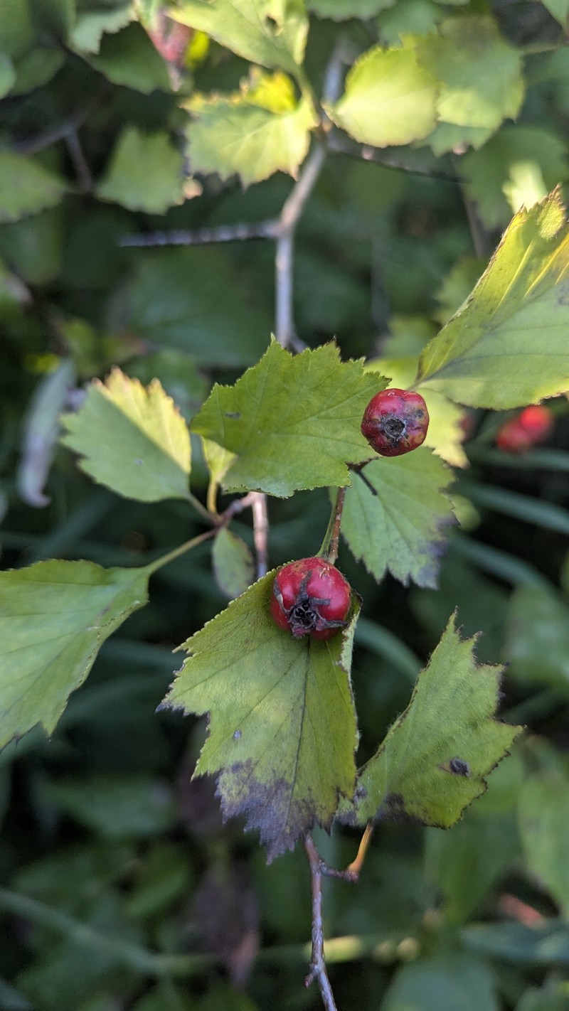 Crataegus chrysocarpa var. blanchardii photo 5