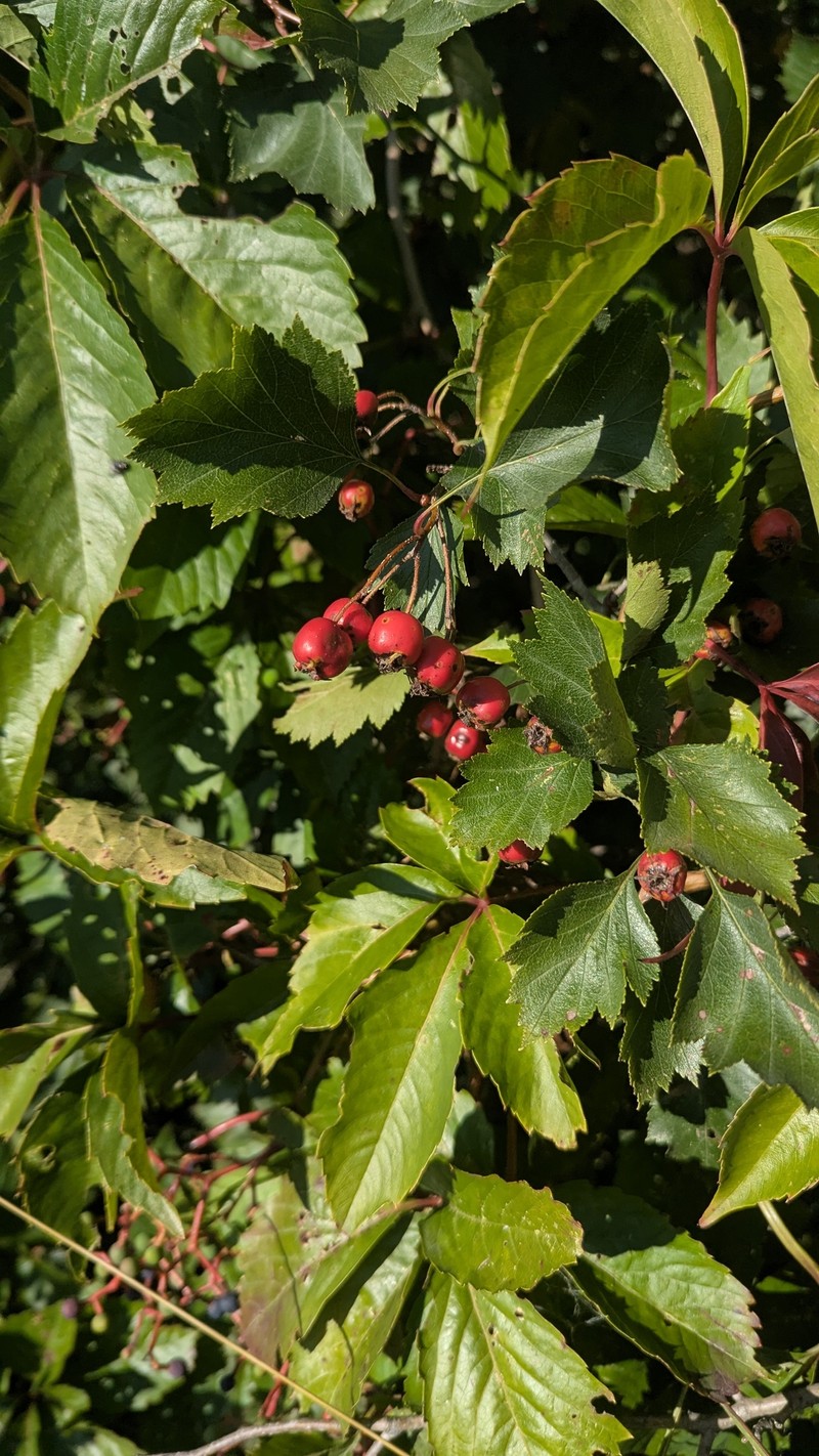 Crataegus chrysocarpa var. blanchardii photo 6