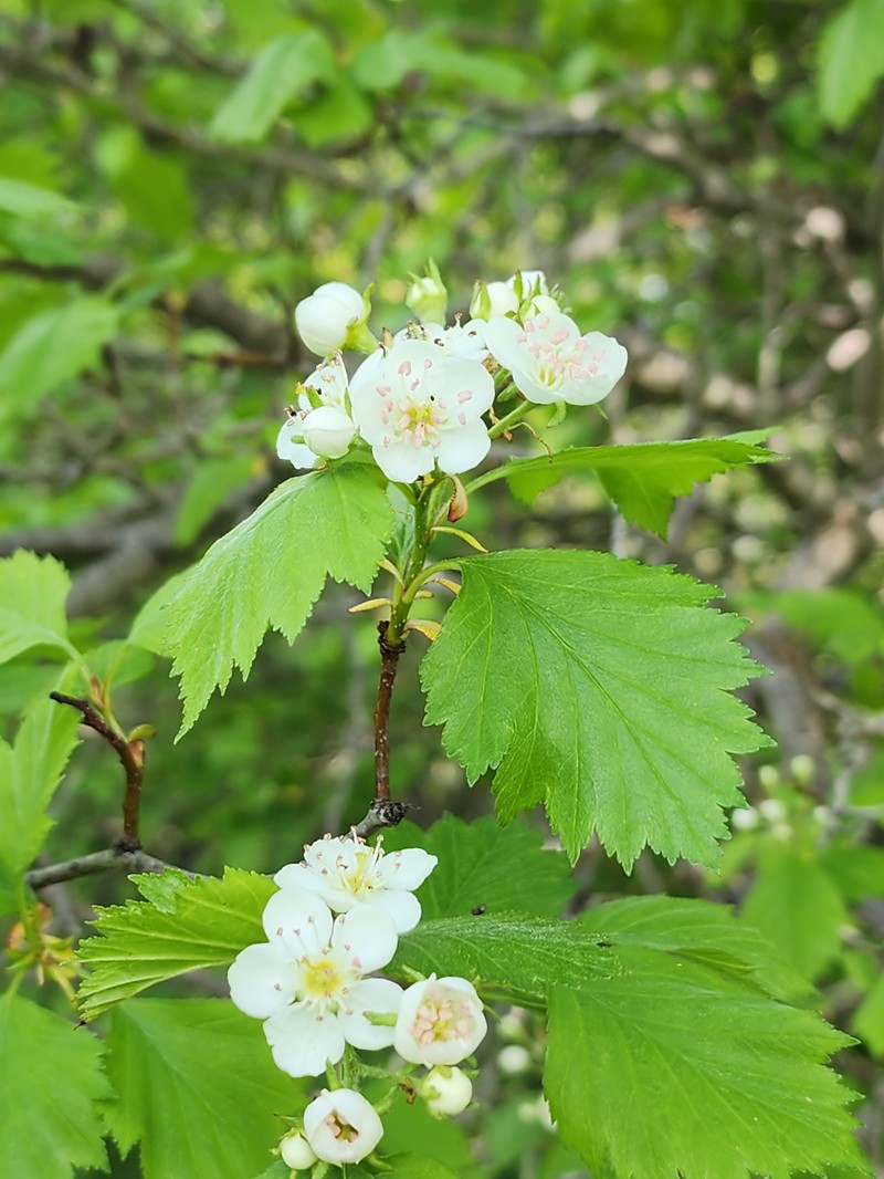 Crataegus chrysocarpa var. blanchardii photo 7