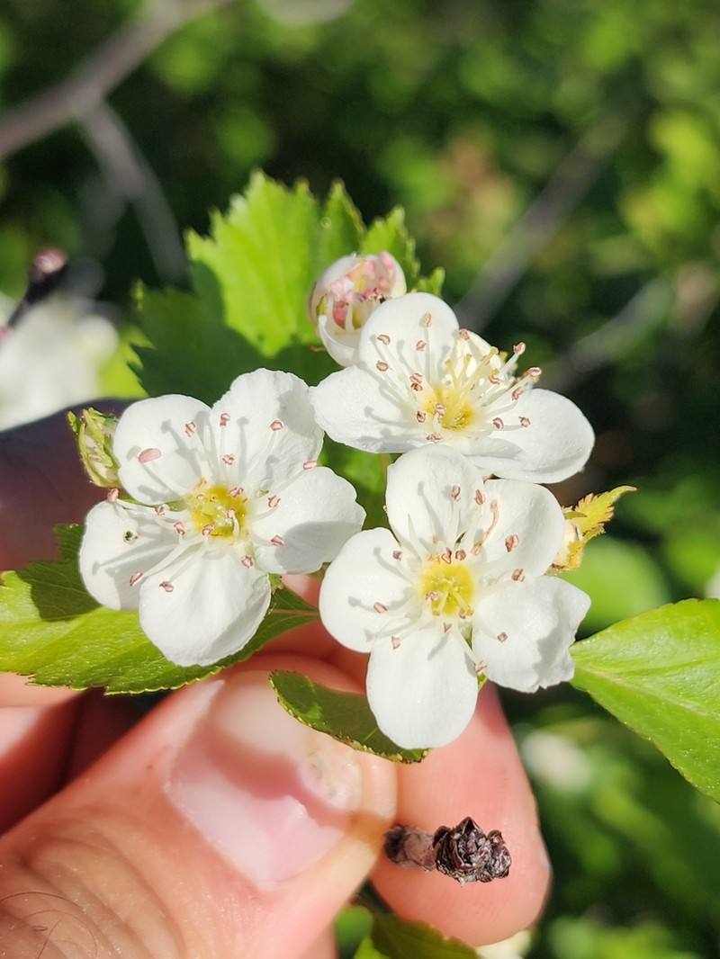 Crataegus chrysocarpa var. blanchardii photo 8