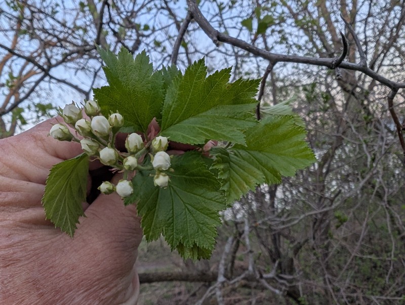 Crataegus chrysocarpa var. chrysocarpa