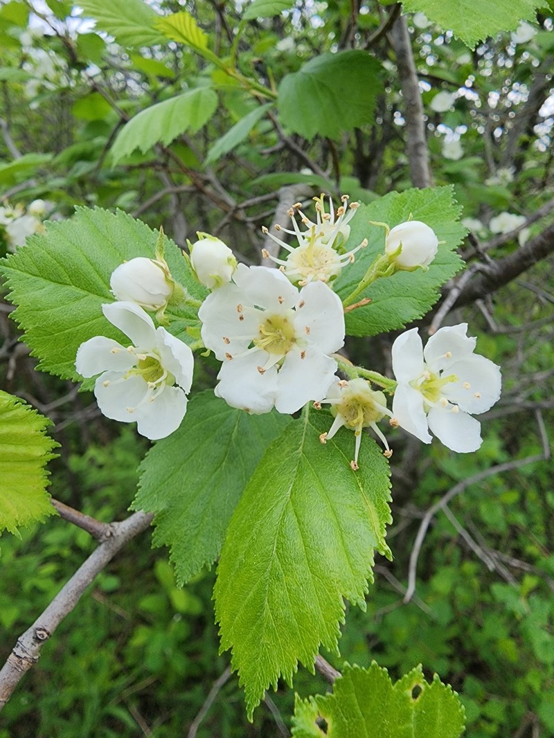 Crataegus chrysocarpa var. chrysocarpa photo 2