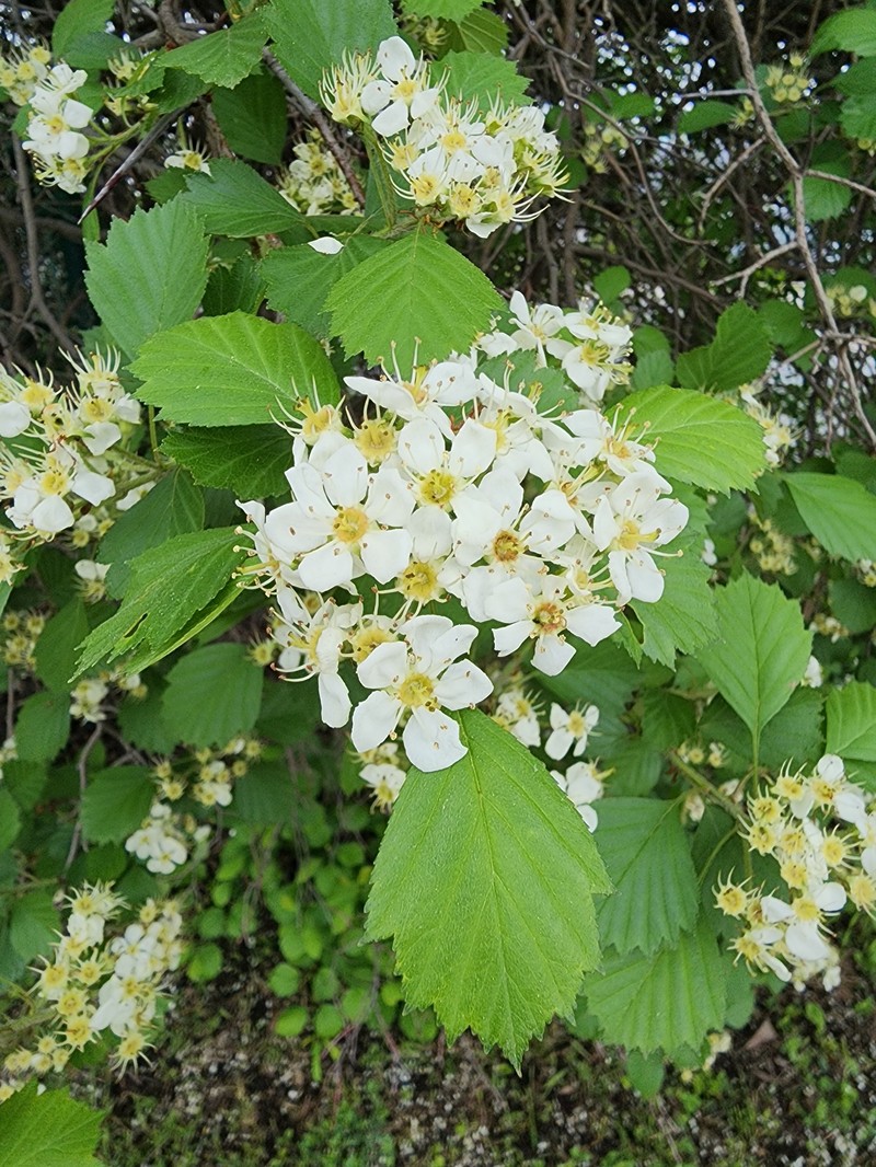 Crataegus chrysocarpa var. chrysocarpa photo 3
