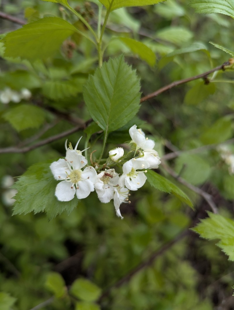 Crataegus chrysocarpa var. chrysocarpa photo 4