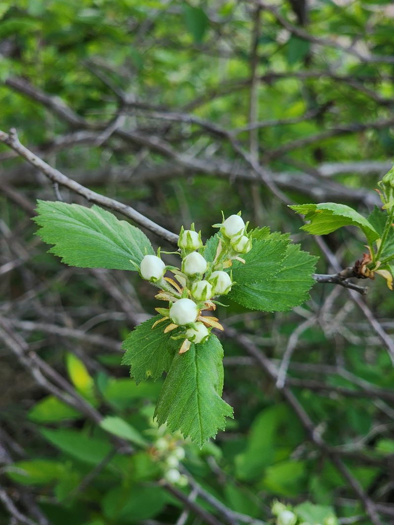 Crataegus chrysocarpa var. chrysocarpa photo 5