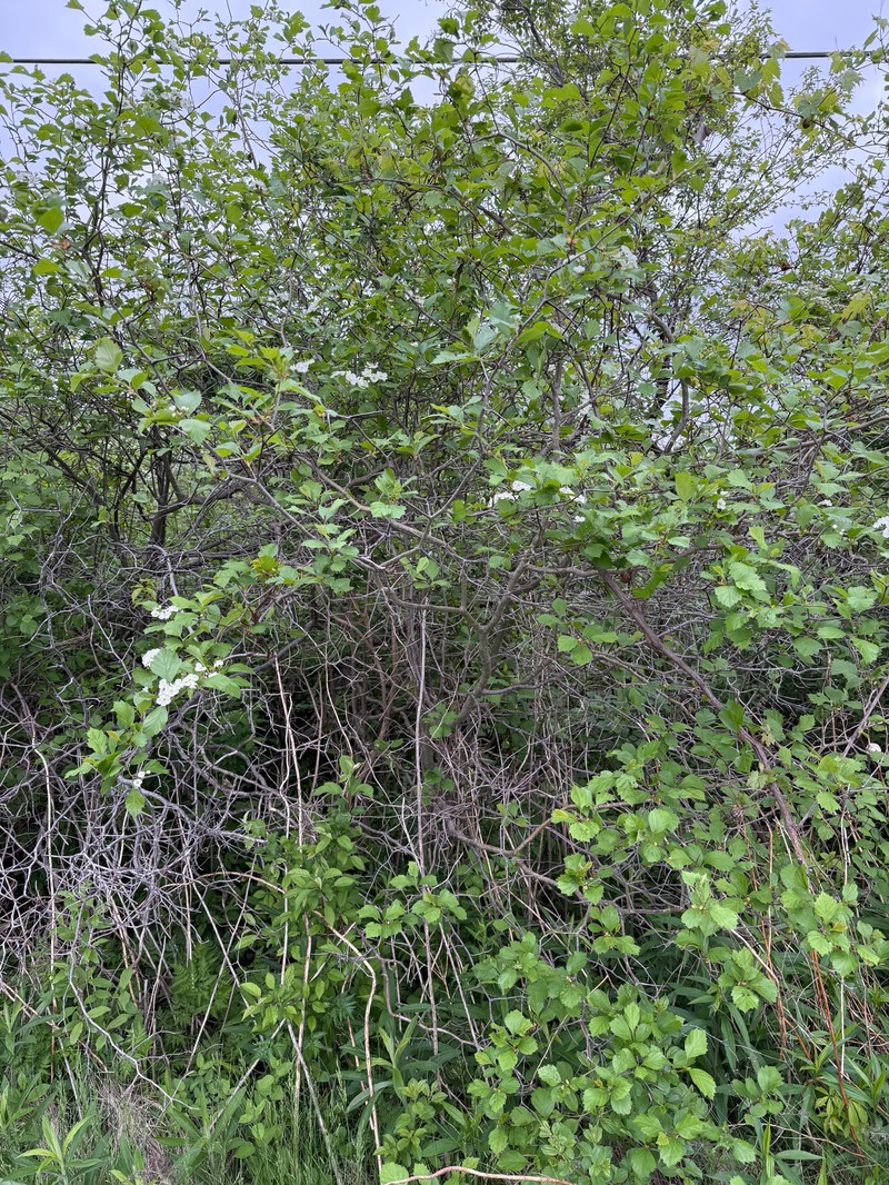 Crataegus chrysocarpa var. chrysocarpa photo 6