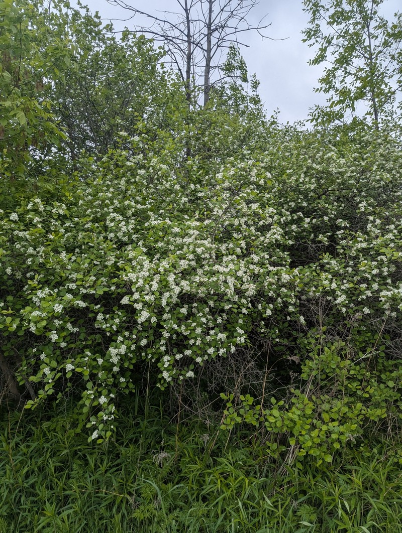Crataegus chrysocarpa var. chrysocarpa photo 8