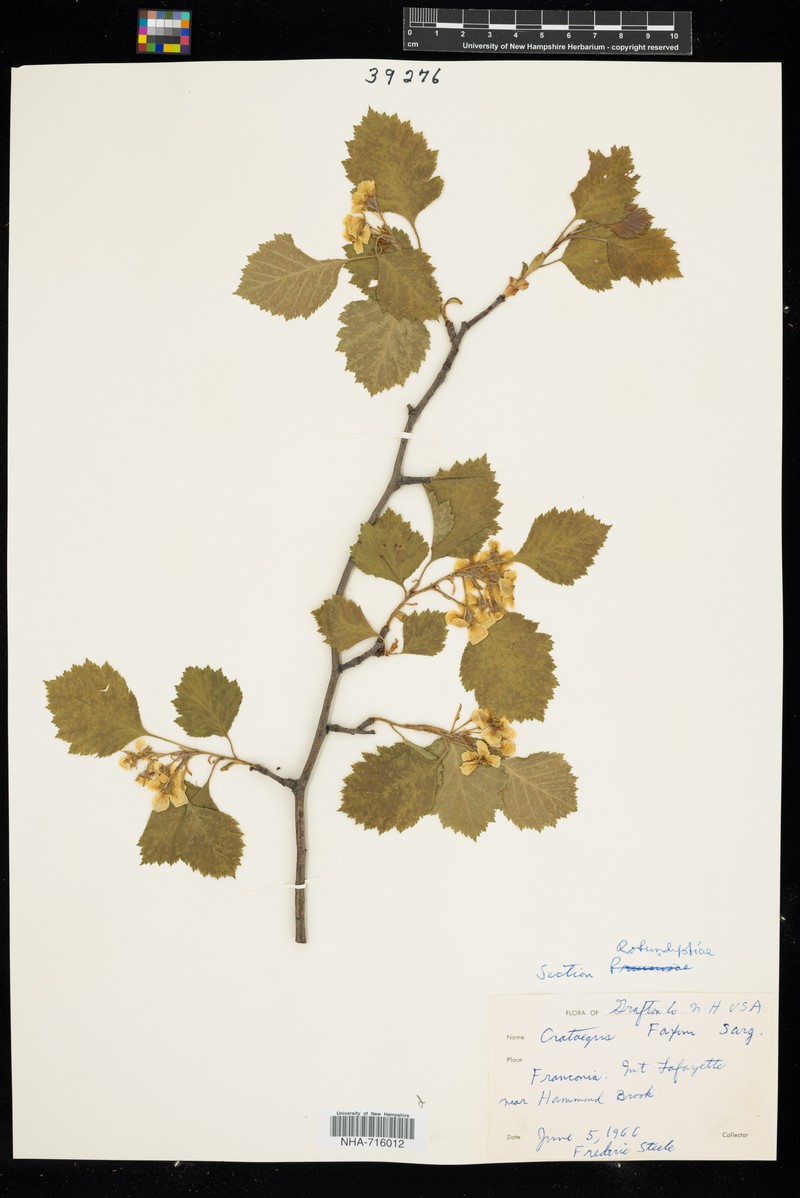 Crataegus chrysocarpa var. faxonii