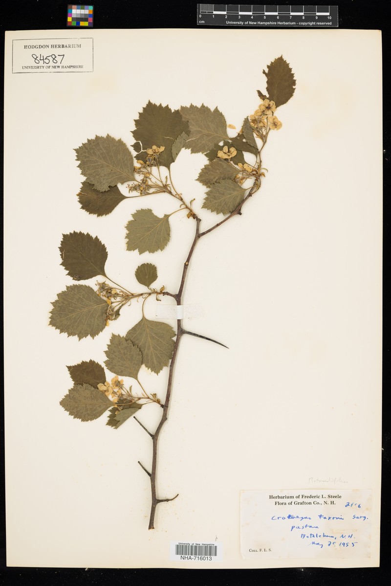 Crataegus chrysocarpa var. faxonii photo 2