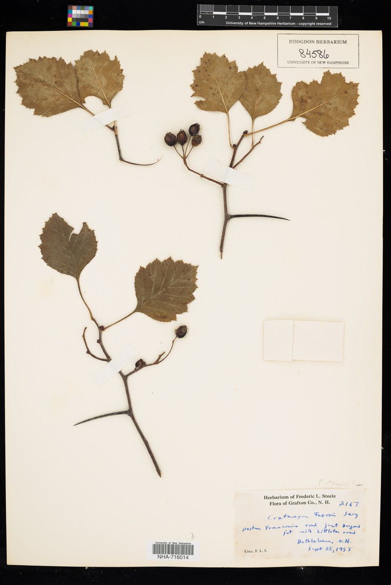 Crataegus chrysocarpa var. faxonii photo 3