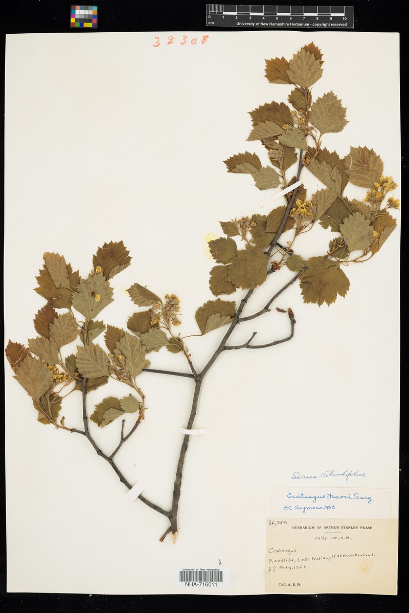 Crataegus chrysocarpa var. faxonii photo 4