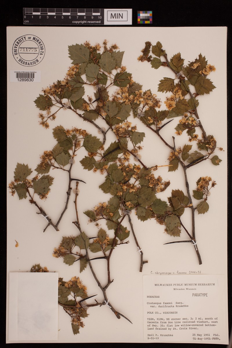Crataegus chrysocarpa var. faxonii photo 5