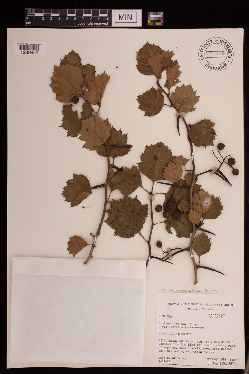 Crataegus chrysocarpa var. faxonii photo 6
