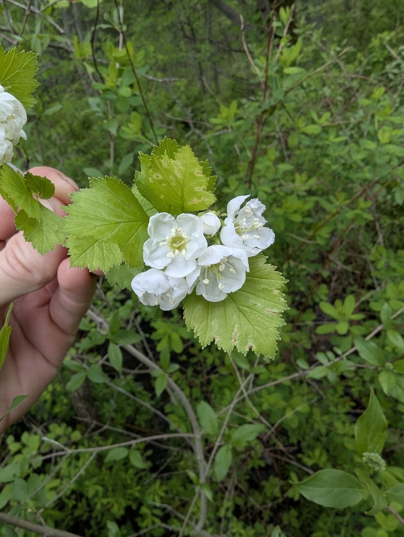Crataegus chrysocarpa var. phoeniceoides