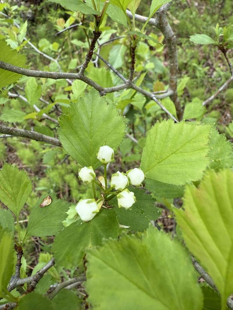 Crataegus chrysocarpa var. phoeniceoides photo 2