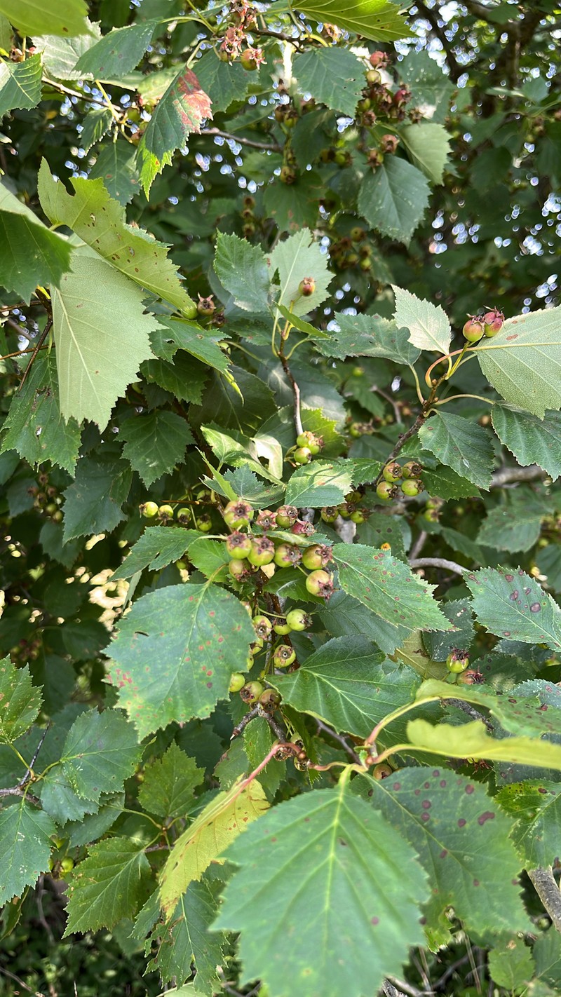 Crataegus chrysocarpa var. phoeniceoides photo 3