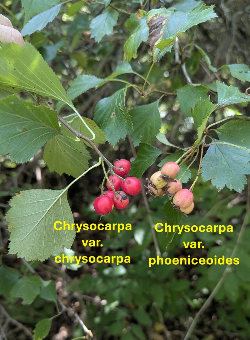 Crataegus chrysocarpa var. phoeniceoides photo 4