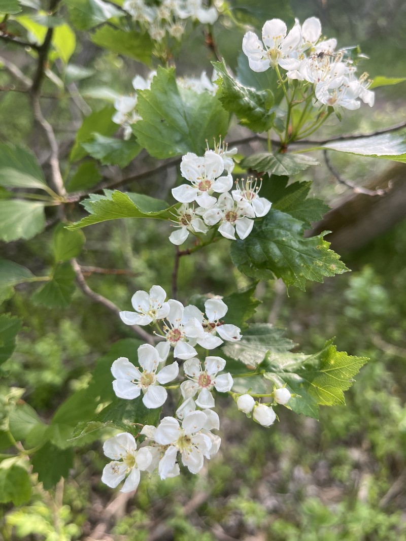 Crataegus chrysocarpa var. phoeniceoides photo 5