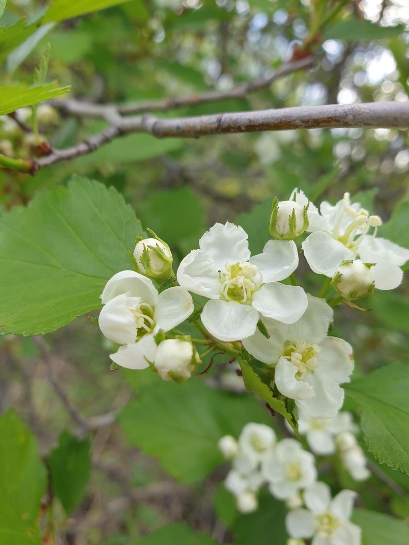 Crataegus chrysocarpa var. phoeniceoides photo 6