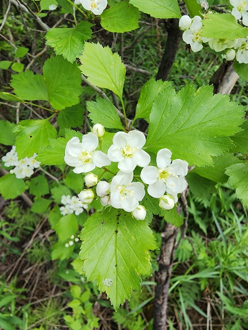Crataegus chrysocarpa var. phoeniceoides photo 7