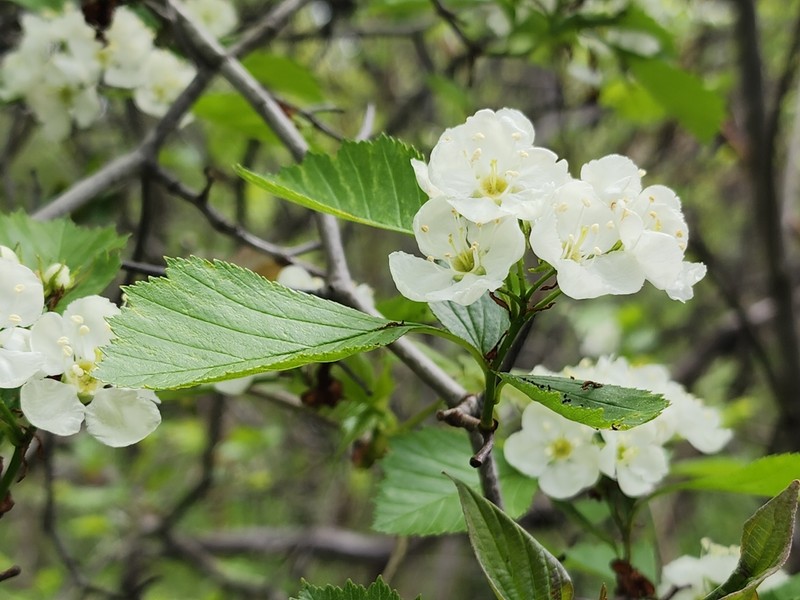 Crataegus chrysocarpa var. phoeniceoides photo 8