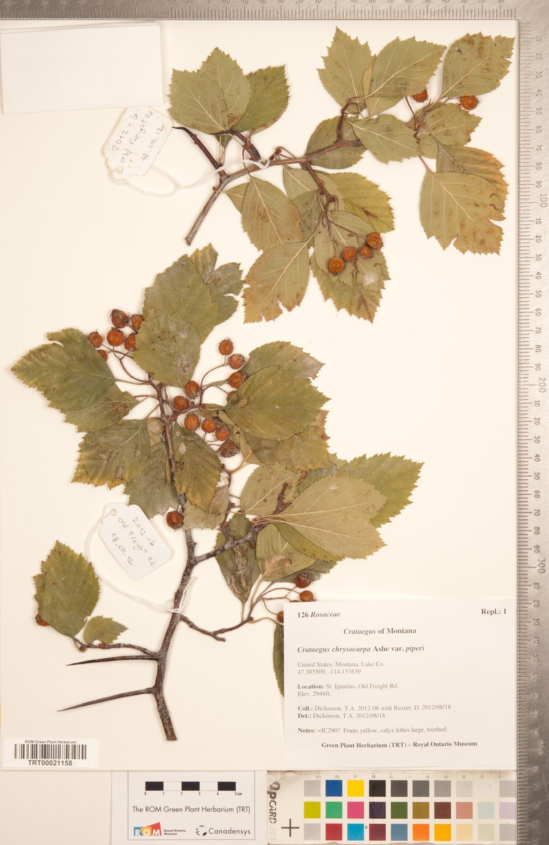 Crataegus chrysocarpa var. piperi