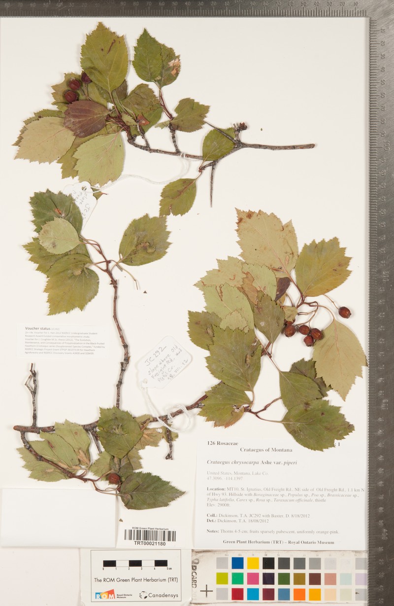 Crataegus chrysocarpa var. piperi photo 2