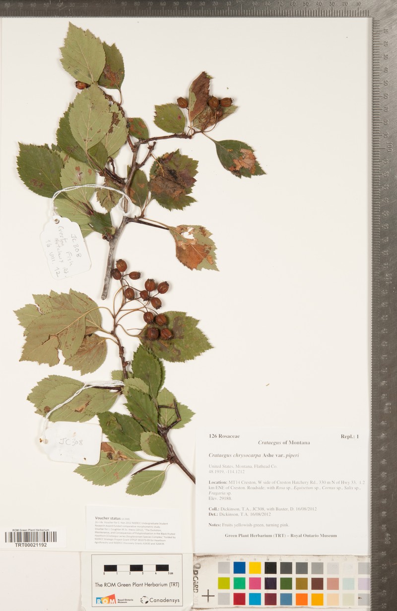 Crataegus chrysocarpa var. piperi photo 3