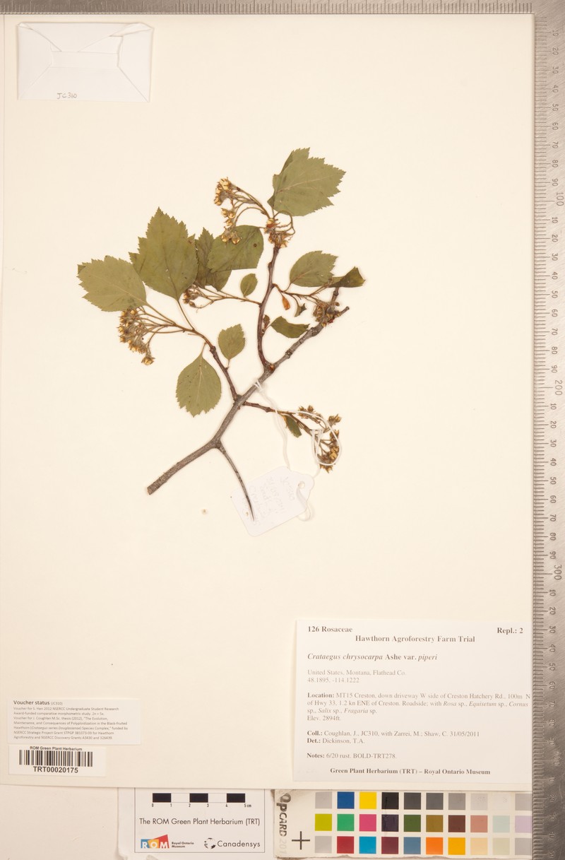 Crataegus chrysocarpa var. piperi photo 4