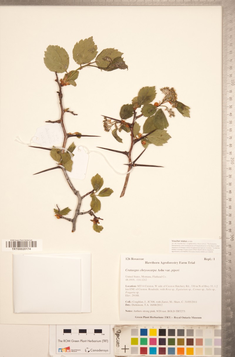 Crataegus chrysocarpa var. piperi photo 5