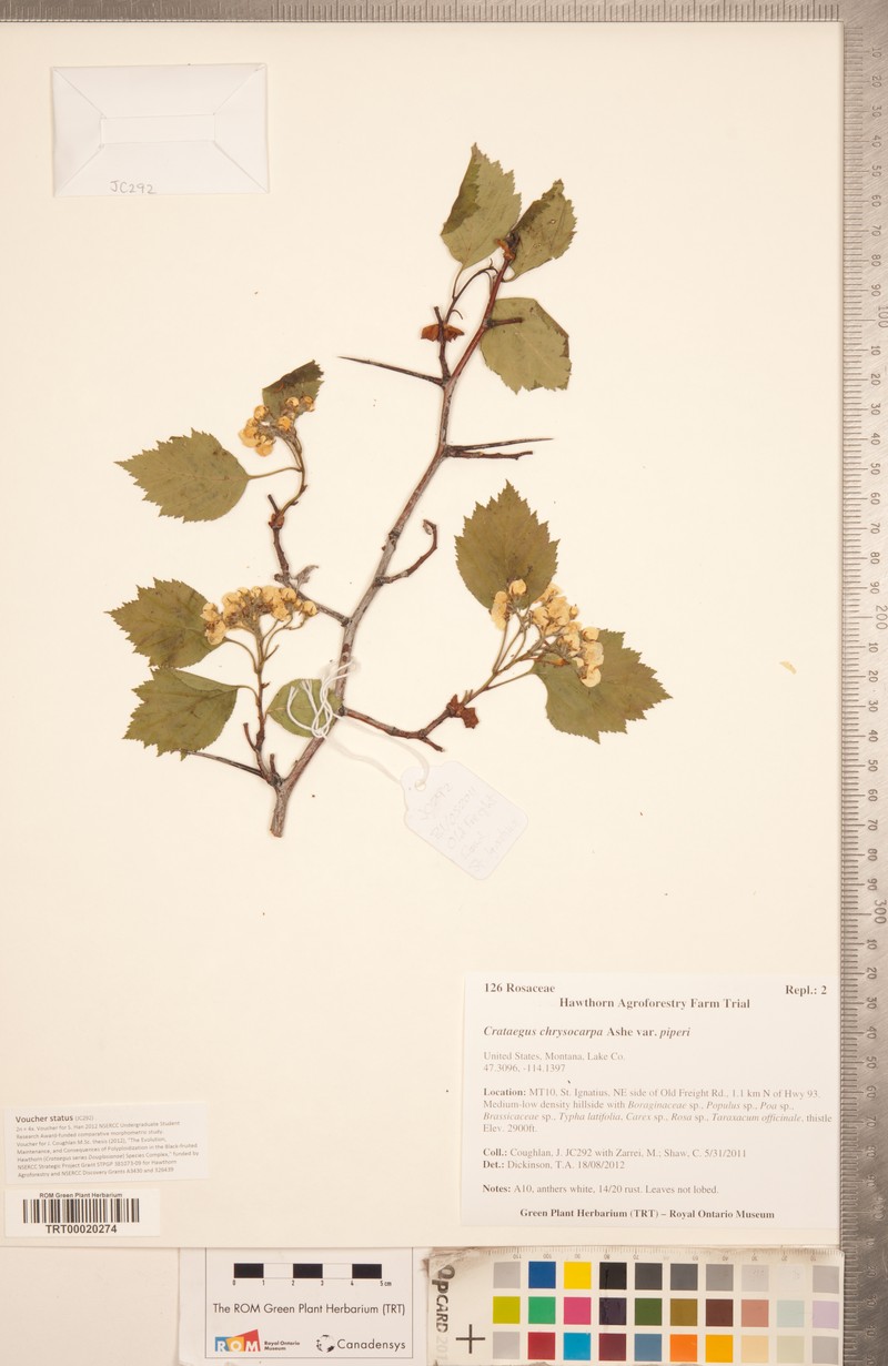 Crataegus chrysocarpa var. piperi photo 6