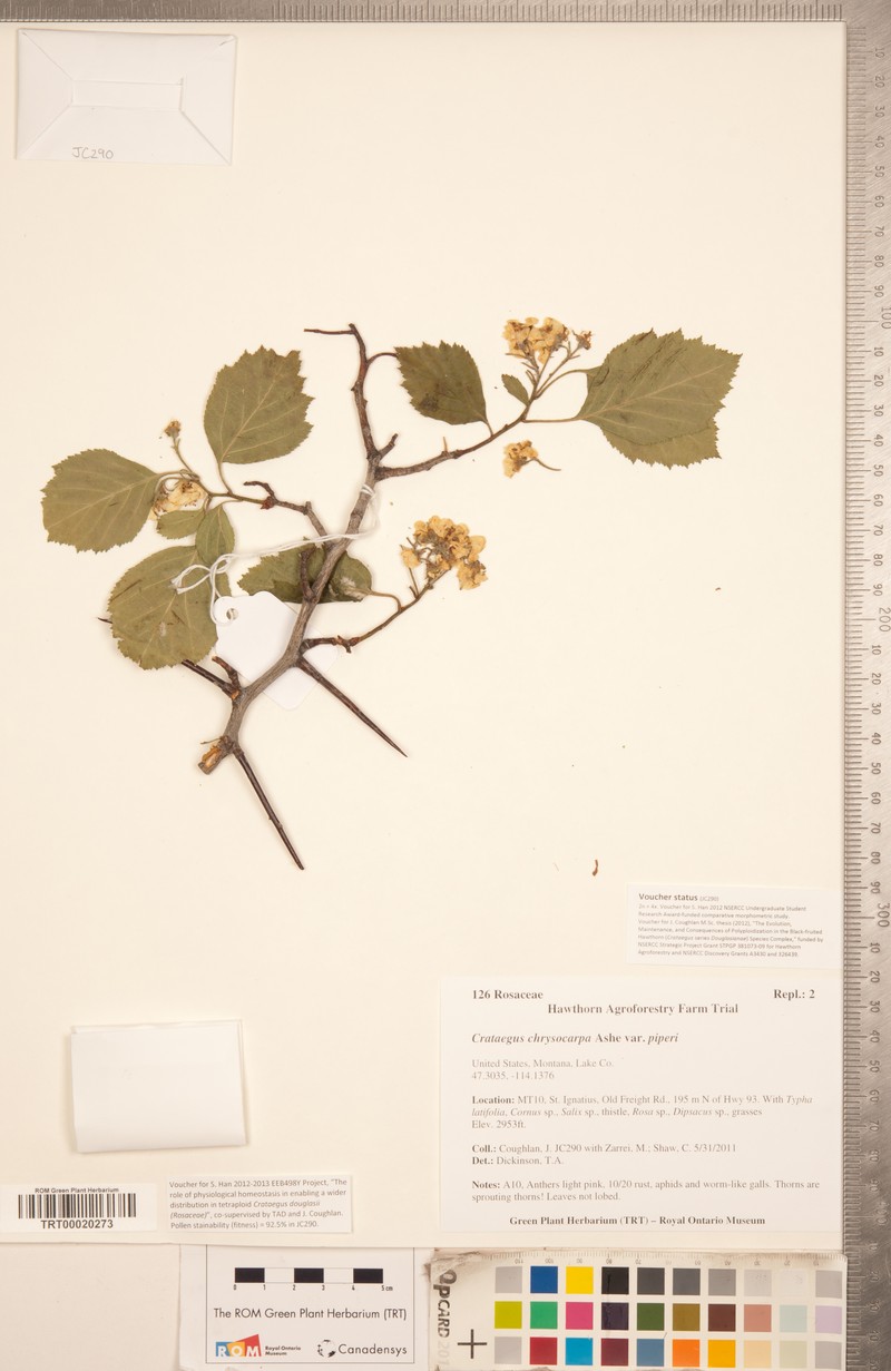 Crataegus chrysocarpa var. piperi photo 7