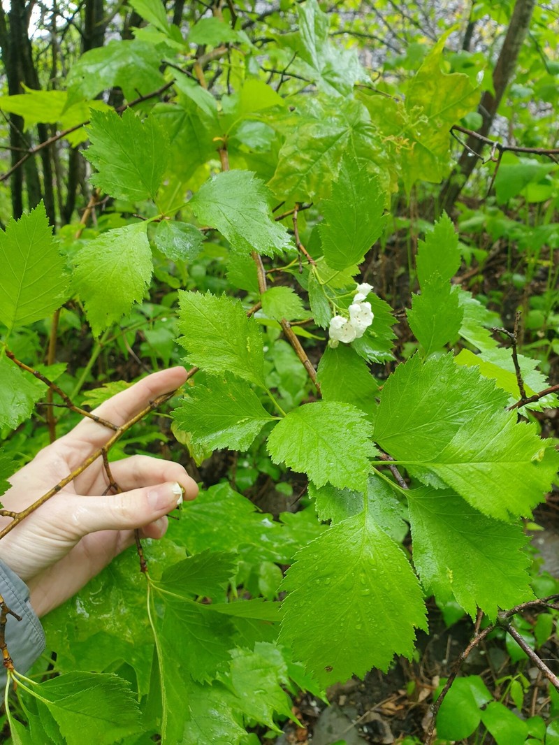 Lemington Hawthorn photo 2