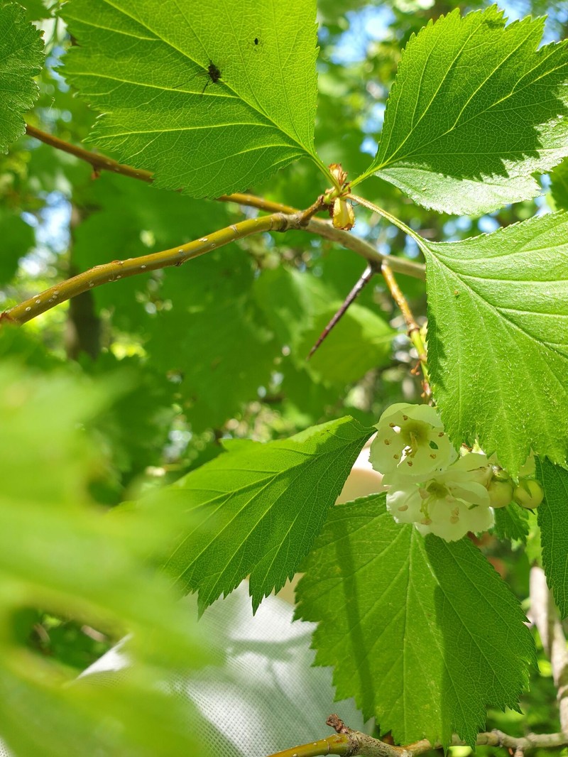 Lemington Hawthorn photo 3