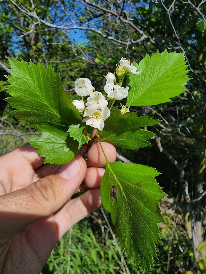 Lemington Hawthorn photo 4