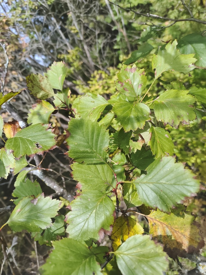 Lemington Hawthorn photo 6