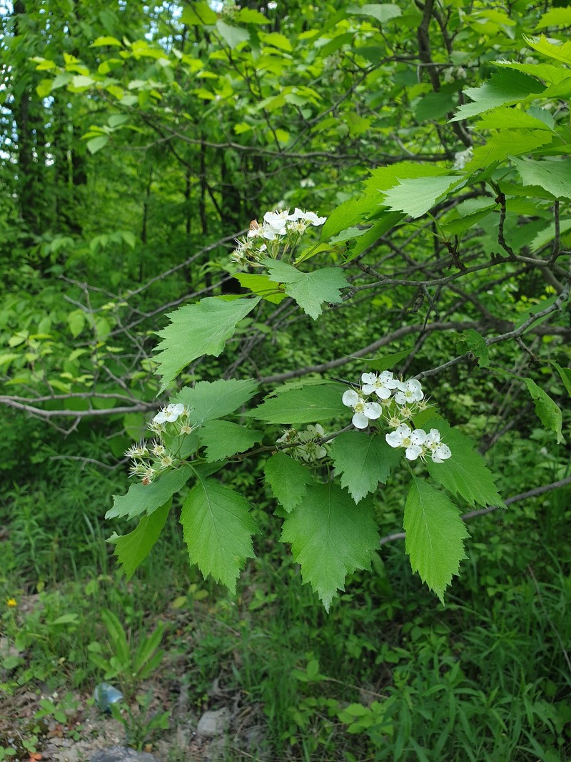 Lemington Hawthorn photo 7