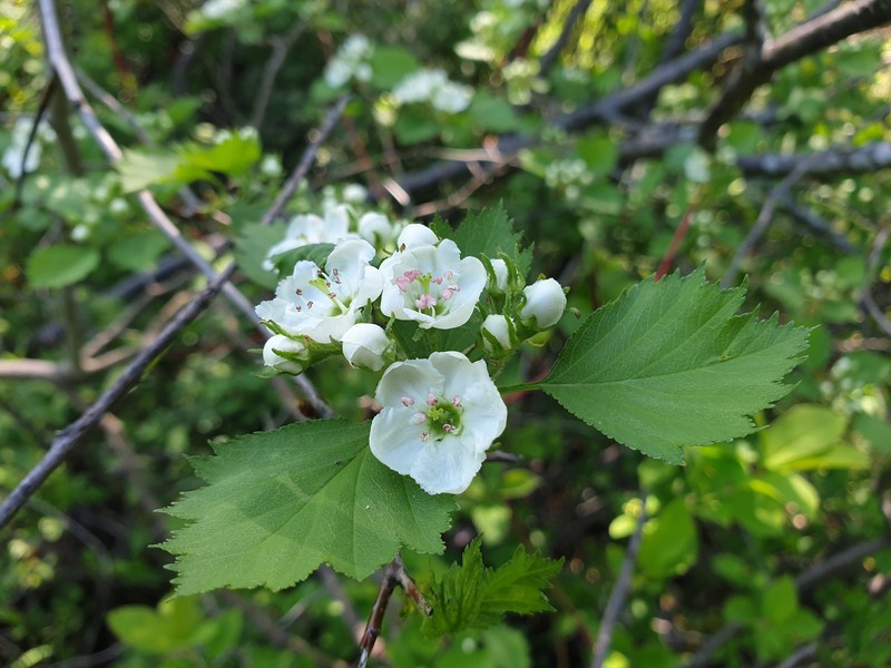 Lemington Hawthorn photo 8
