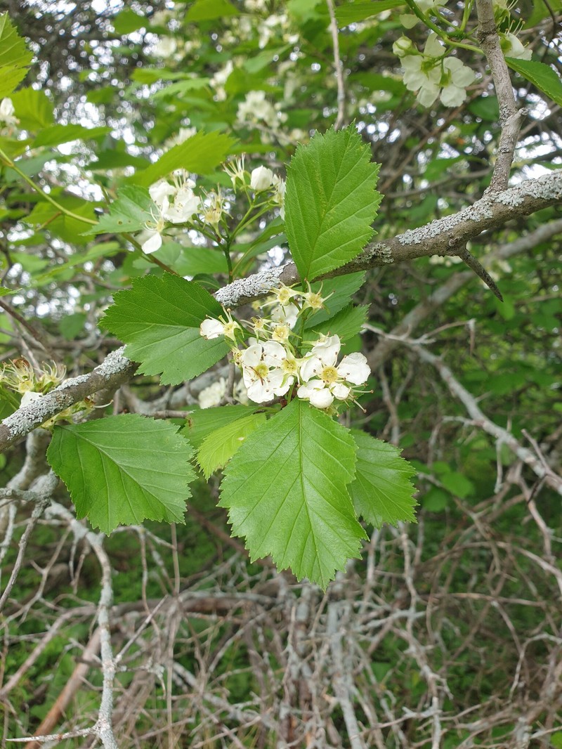 Crataegus chrysocarpa var. subrotundifolia
