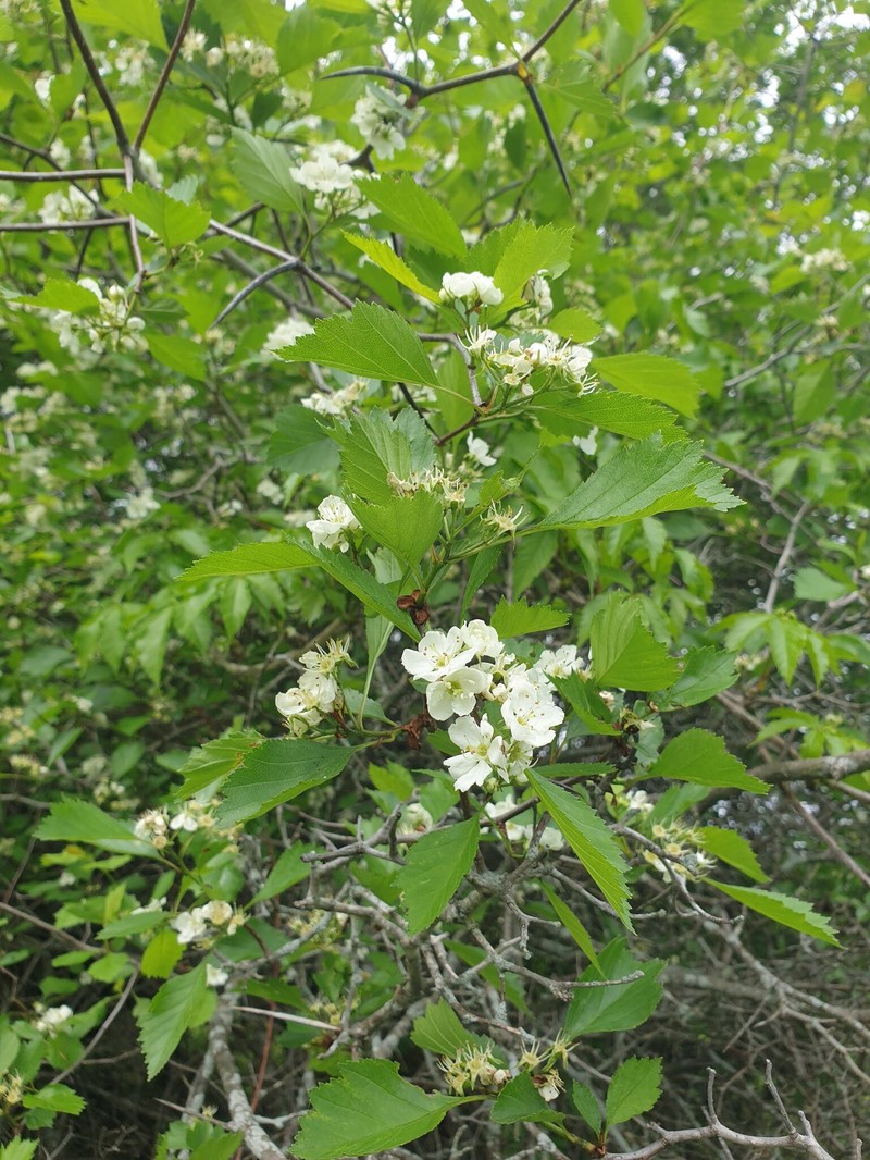 Crataegus chrysocarpa var. subrotundifolia photo 2