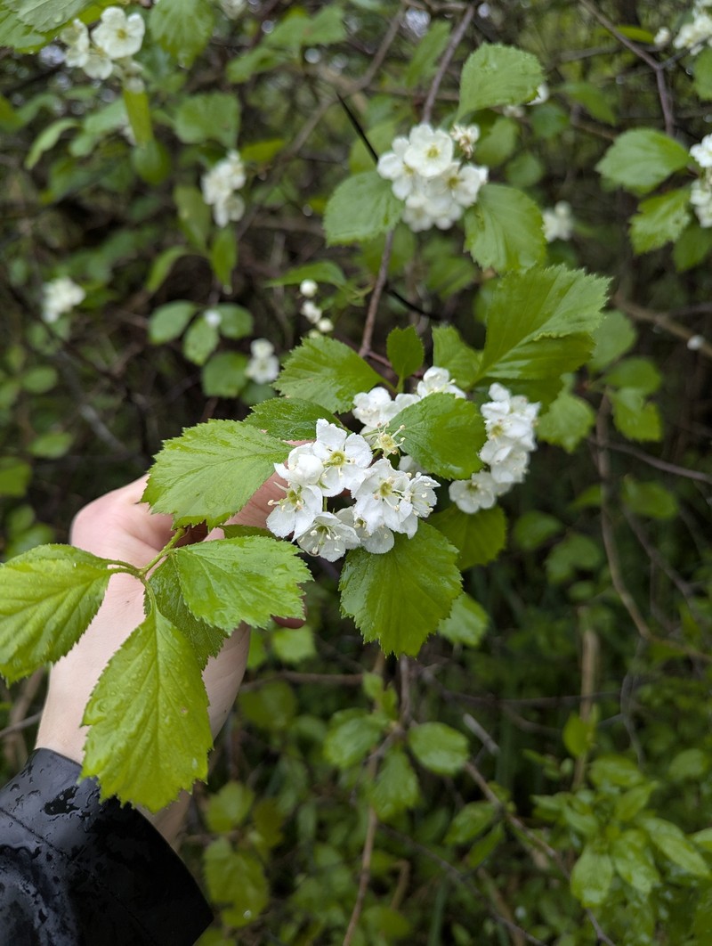 Crataegus chrysocarpa var. subrotundifolia photo 3