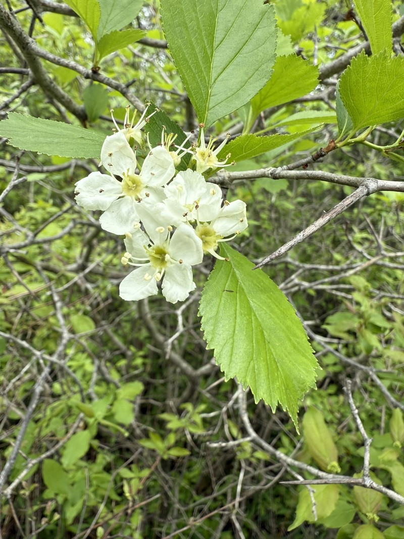 Crataegus chrysocarpa var. subrotundifolia photo 4
